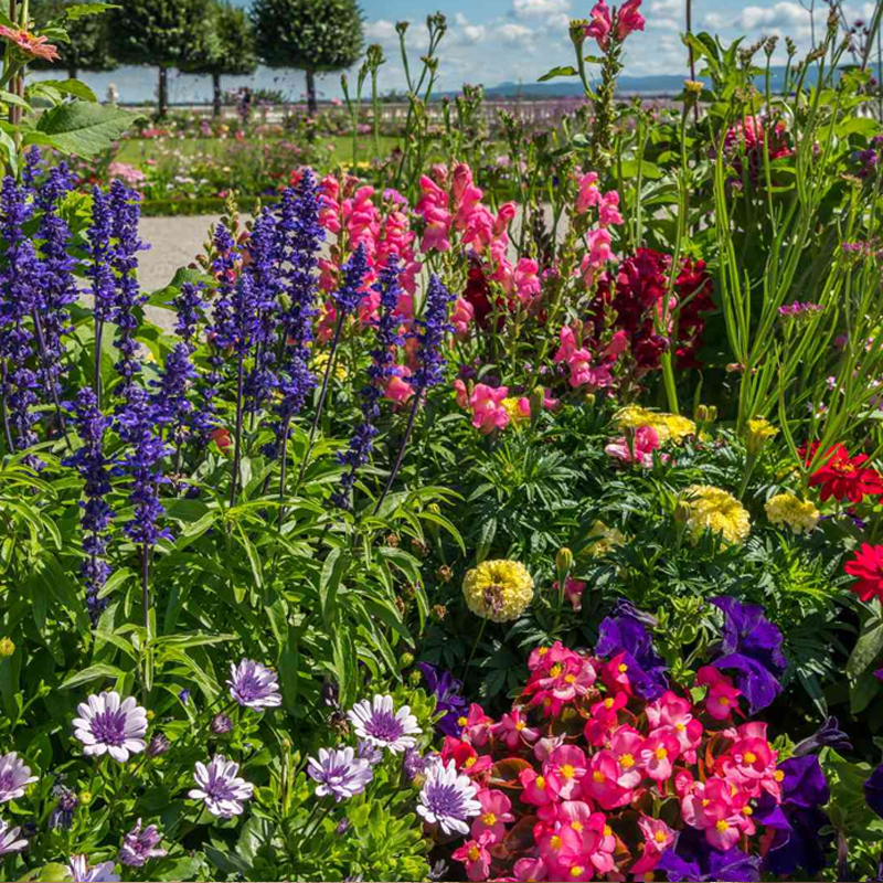 Outdoor Plants