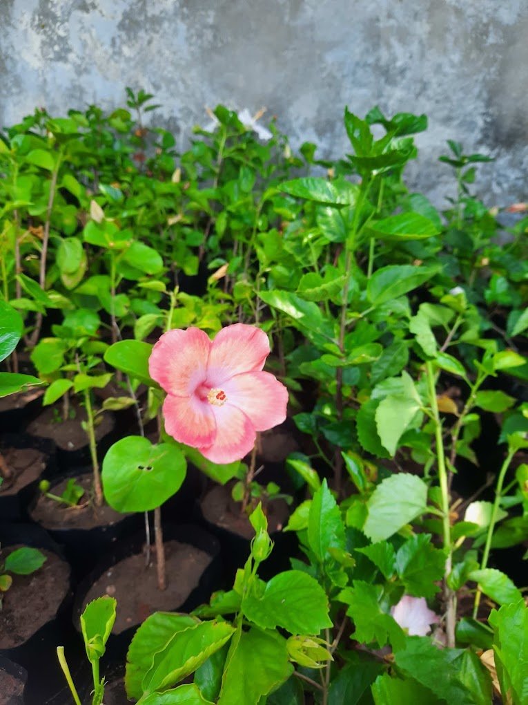 Nursery Tour