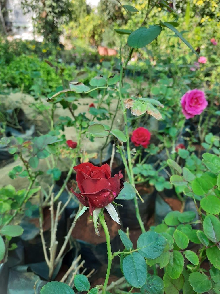 Nursery Tour
