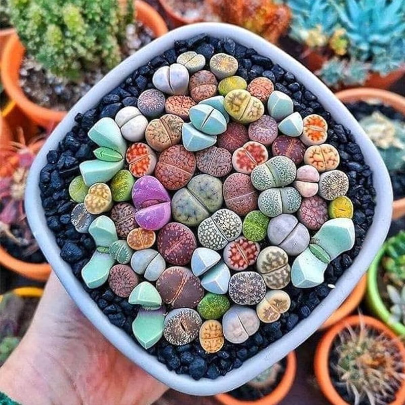 Living Stones / Lithops | जीवित पत्थर