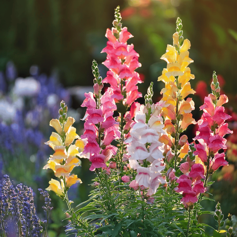 Snapdragon | स्नैपड्रैगन