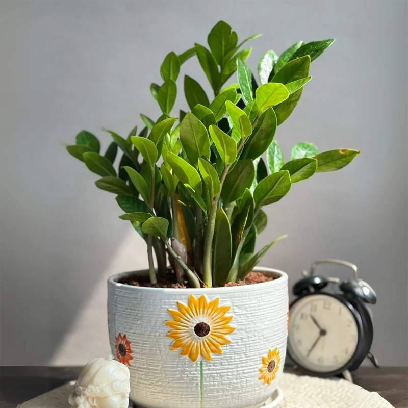 ZZ Plant | जेड जेड प्लांट