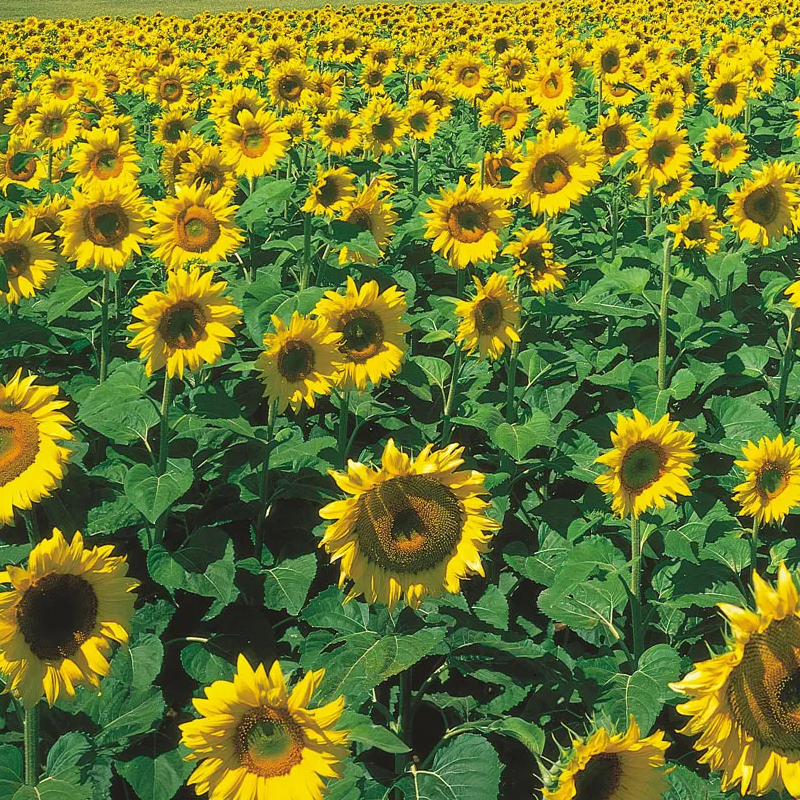 Sunflower | सूरजमुखी