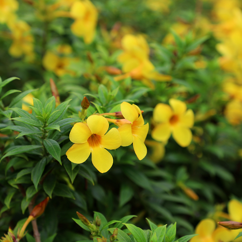 Allamanda | अलामांडा