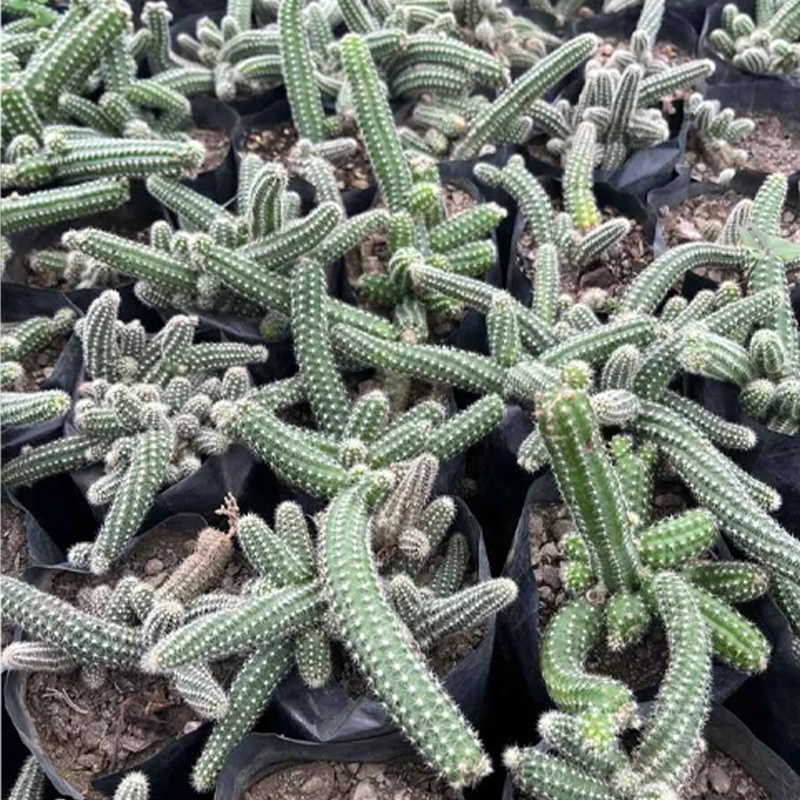 Gasteria | गैस्टेरिया