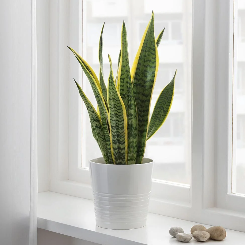 Snake Plant | स्नेक प्लांट