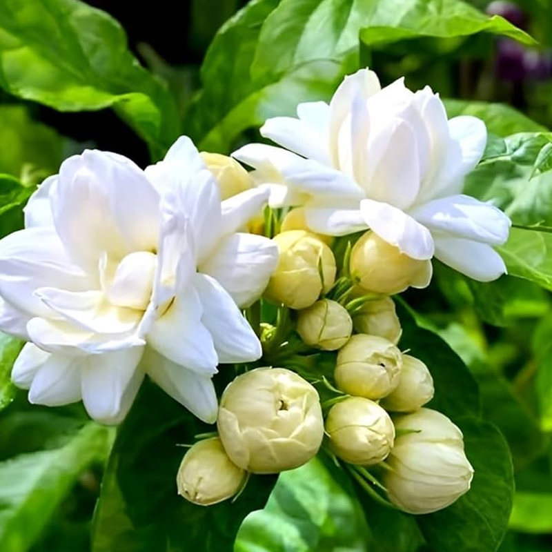Mogra / Arabian Jasmine | मोगरा