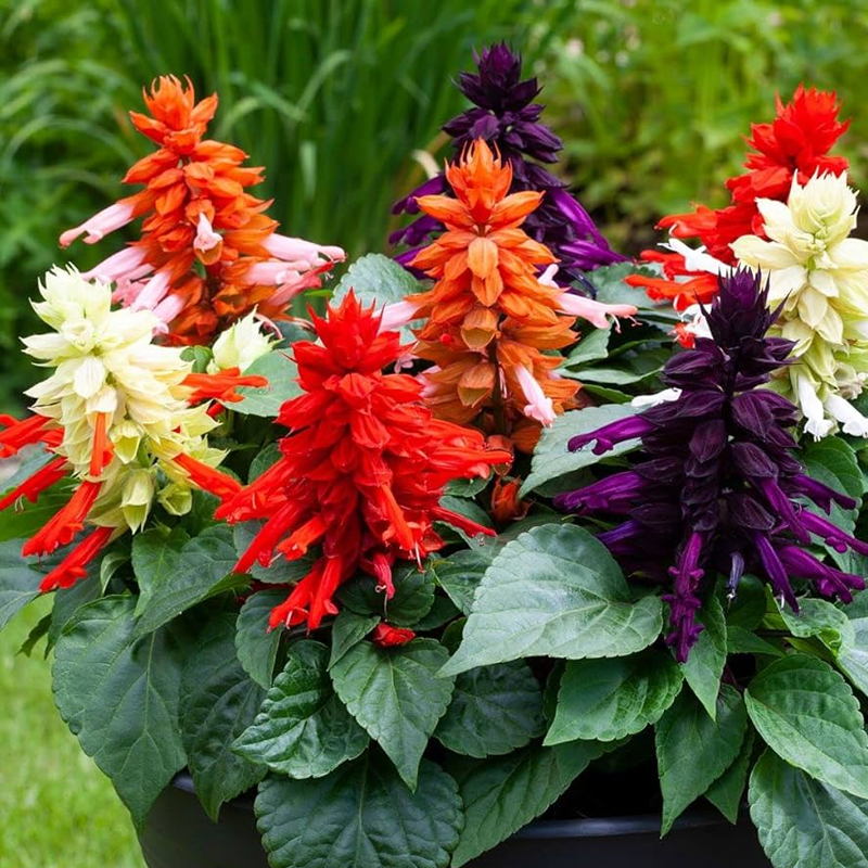 Salvia | साल्विया