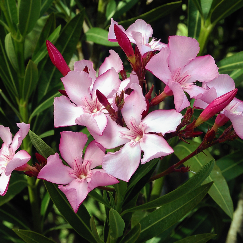 Oleander | कनेर